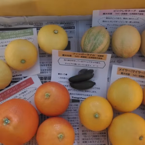 柑橘詰め合わせセット　1.5キロ