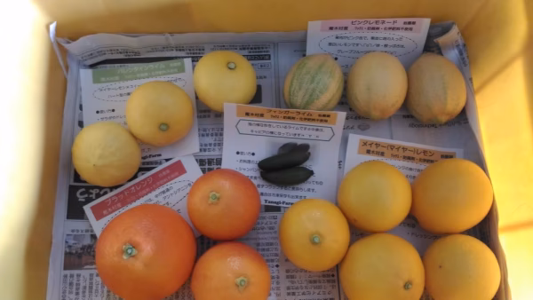 柑橘詰め合わせセット　1.5キロ