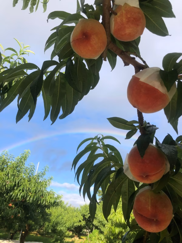 【累計20,000件突破】超希少な幻の『爛熟桃』シーズンで滅多に出ない最高ランク