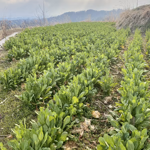期間限定！春の息吹。雲海育ちの菜花。