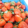 【大サービスセール！加工用いちご】【生食もOK♪】