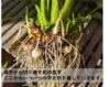 ネットリ美味しい掘りたて里芋（土垂種・サイズ無選別）【農薬・化学肥料不使用】