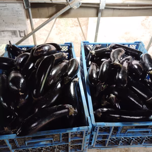 茨城産長ナス　新鮮当日収穫