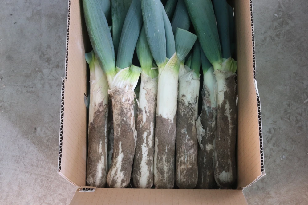 お蚕さまも手伝う「泥付き下仁田ねぎ」3.5kg【Lサイズ 22本前後】