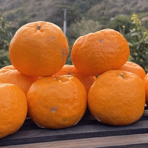 【愛媛の今津ポンカン】［訳あり］♪美味いよ〜♪