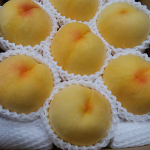 【クール】【黄金桃】ってどんな味？