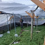 杉本 泰 | 但馬クレソン