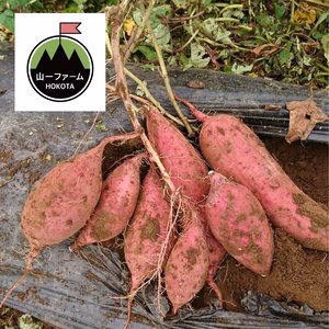 チビッコ食べくらべセット紅あずま、紅はるか