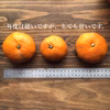 ジュースに最適！ご家庭用の青島みかん【農薬不使用】