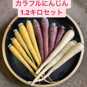 ①東京産！新鮮3色にんじんセット