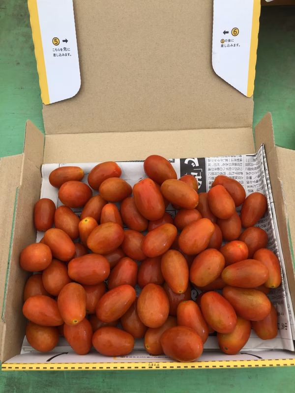 信州うえだ産【訳あり】ミニトマト1kg ロッソナポリタン