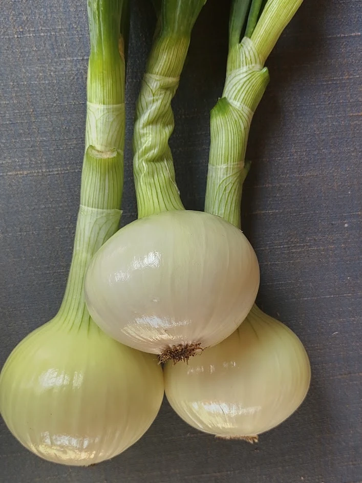 自然農法　白玉ねぎ
