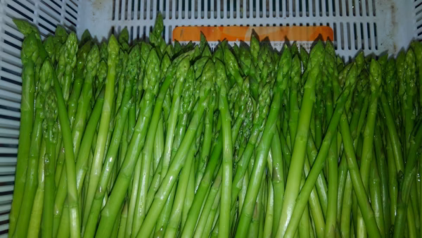 【ハリガネ】新鮮朝採り　S〜SSサイズ　アスパラガス