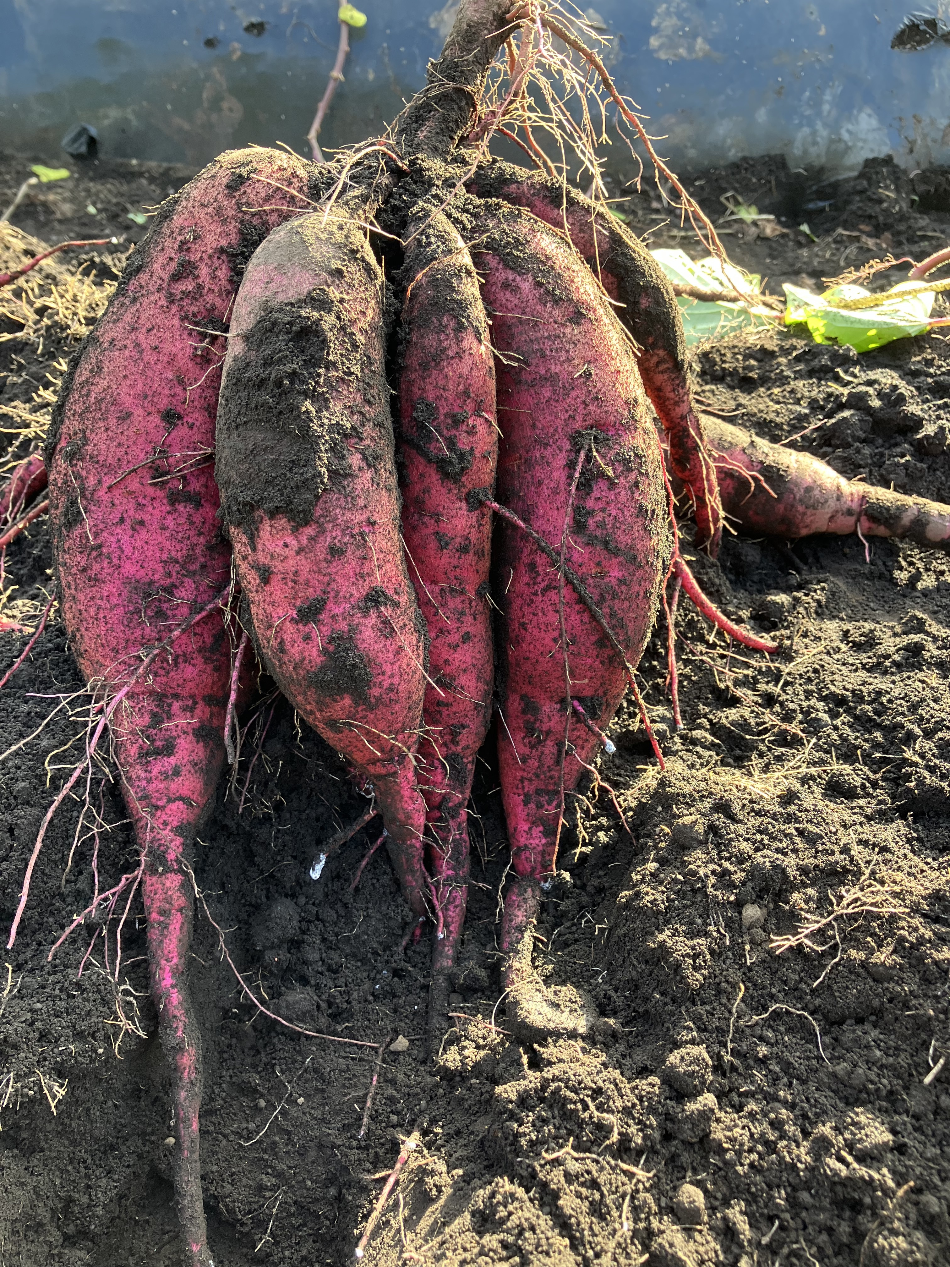 鳥取大山山麓で育ったしっとり甘い紅はるか 3キロ｜さつまいもの商品