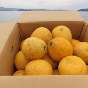 河内晩柑　加工用　約7ｋｇ(L~3L)