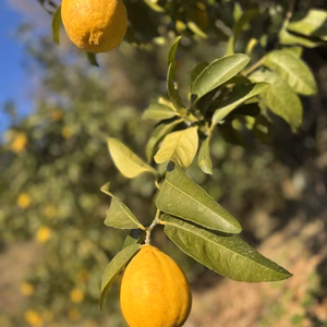 ⭐️希少⭐️樹熟 凛の香レモン 減農薬 使い道色々☆皮まで使えます☆