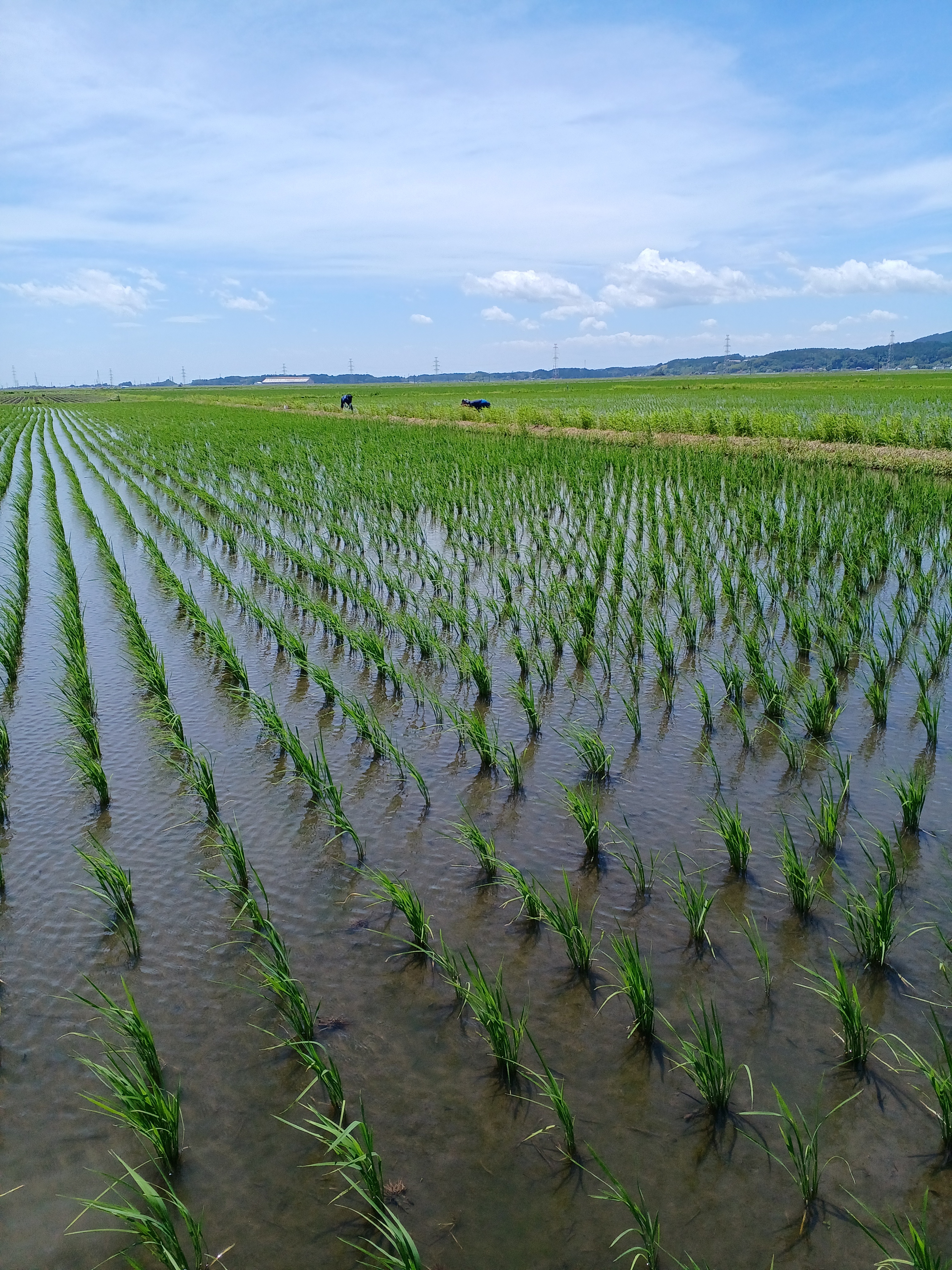 ☆つや姫 ☆特殊農法 ☆宮城県産 - 米/穀物