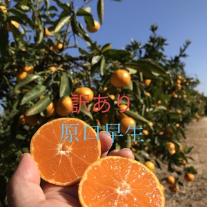 【訳あり】原口早生みかん 長崎県雲仙市産 箱込み3kg、5kg、10kg