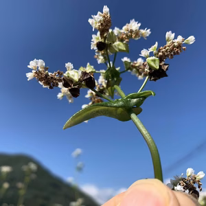 生_青い玄蕎麦　（2025年産_22.5Kg_播種から60日目の早刈り蕎麦の実）