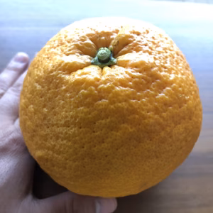 さっぱりと甘い、甘夏／福岡県産／農薬不使用／4㎏又は8kg