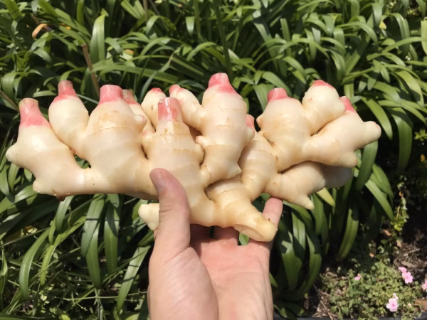 繊維が柔らかく爽やかな辛味のハウス新生姜！　【長崎県産】