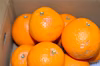 果汁滴るジューシーオレンジ！清見タンゴール（大小混合・訳あり）