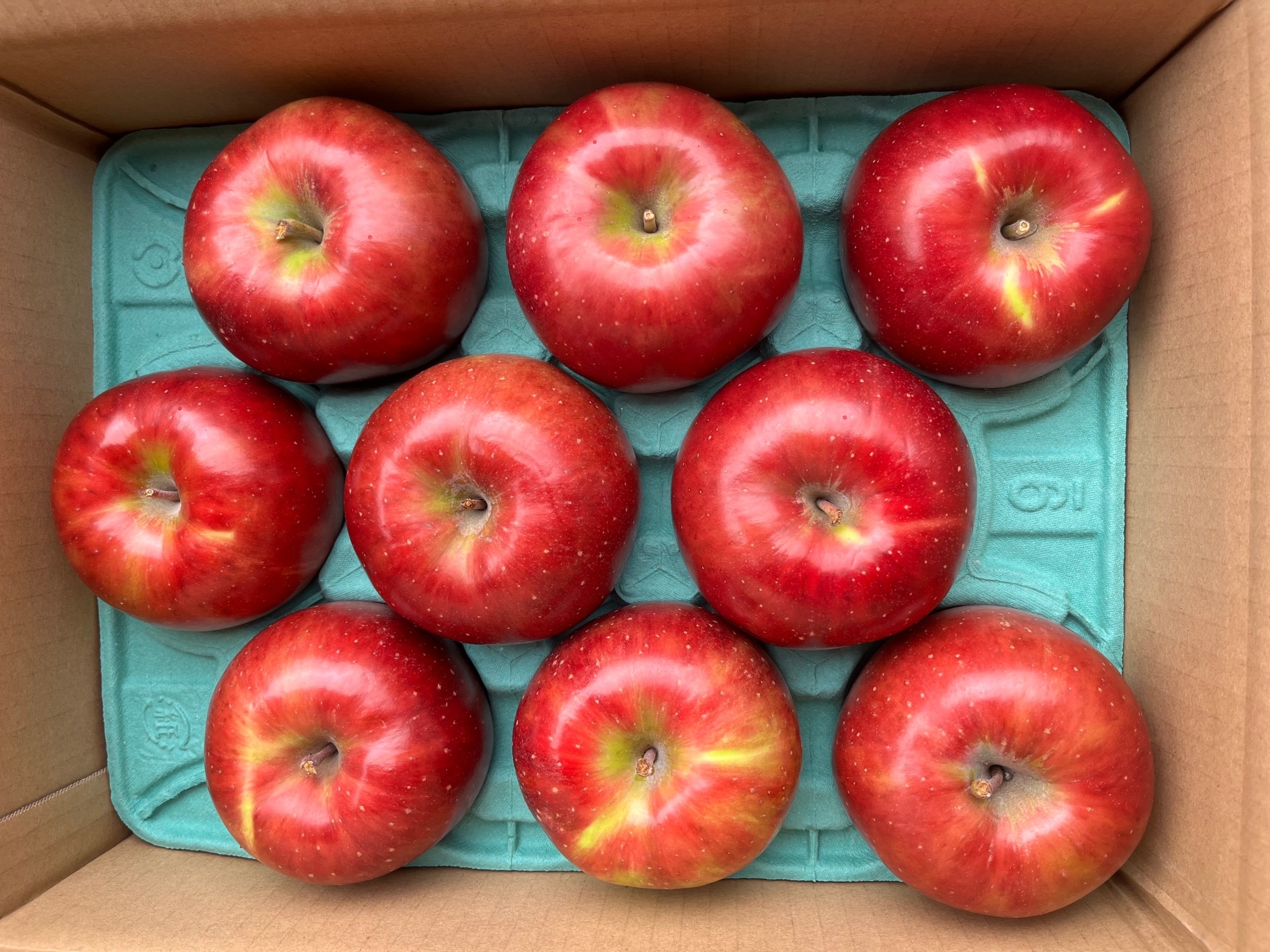 爆売り 8月8日から収穫 発送 すっぱい 夏りんご シナノレッド5キロ箱訳あり 8月りんご 酸っぱいりんご