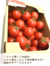 甘みと酸味のバランス抜群❢朝恋トマト♡1.0㎏