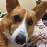 こやたろう