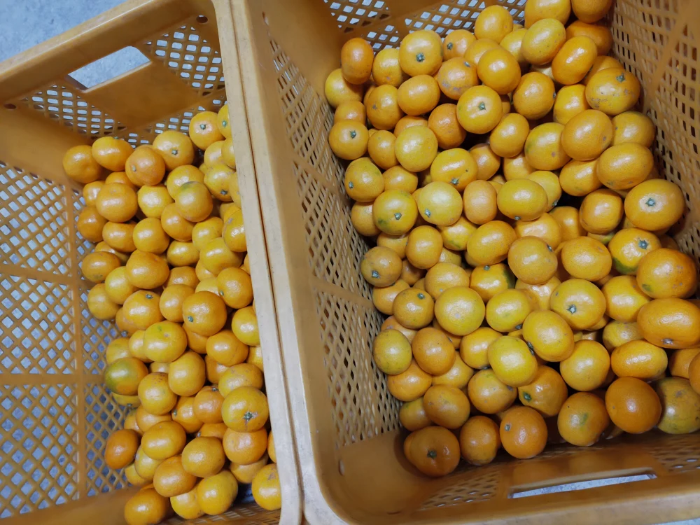 有田みかん【小粒小玉】3.5kg（箱込）送料無料 80