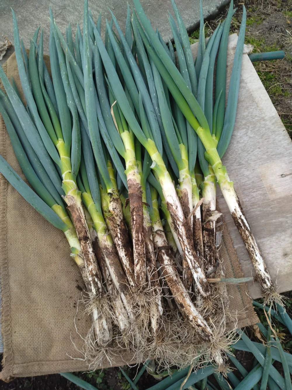 秋田県能代市産！ 長ネギ 土根付き 15キロ長ネギ - 野菜