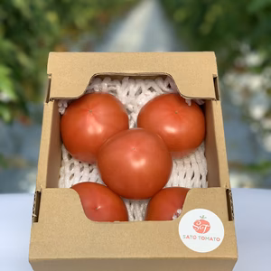 【新鮮】【収穫当日出荷】大玉トマト　１kg箱詰め