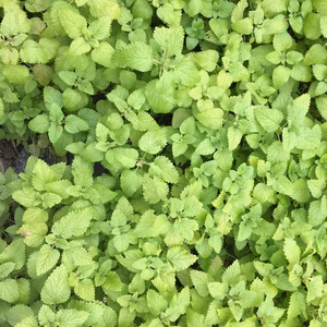 長寿のハーブ 「生レモンバーム」