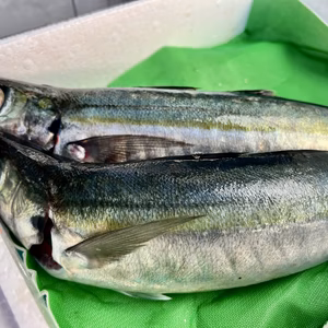 【本日発送】送料無料！宮崎県産ムロアジ（1.1kg）