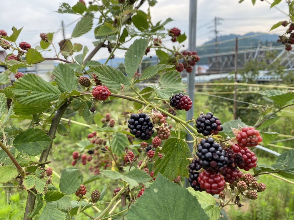 冷凍ブラックベリー500g(250が2パック)
