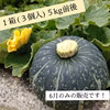 三浦カボチャ(3個入り)
