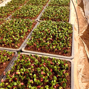 枝豆の苗木　1ケース280本前後