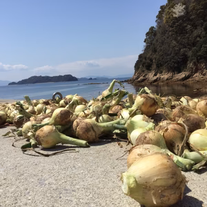 玉ねぎ5キロ送料込み3名様！保管用なので辛み＆注意事項あり！