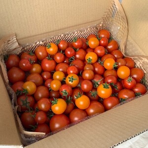 イスラエルの中玉トマト・ミニトマト2種と各国のもう1種・★計3種1.3kgバラ詰