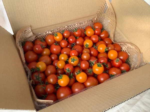 イスラエルの中玉トマト・ミニトマト2種と各国のもう1種・★計3種1.3kgバラ詰