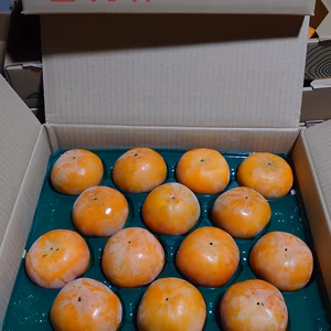    富有柿　家庭用特割　 訳あり     　　　M　14個  1550円　　