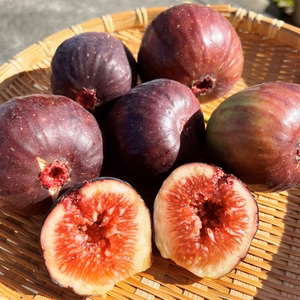 朝採れ直送 無農薬 大阪 いちじく 無花果 イチジク 甘い 人気 羽曳野 高級
