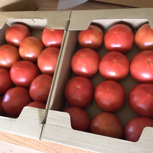 美味しいと好評な自信作！   大玉トマト