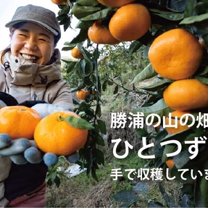 【寒い冬にどうぞ】今が一番おいしい中生みかん（家庭用）｜勝浦町産