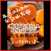 越冬樹熟✩本気みかん✩有田みかん（訳あり家庭用)
