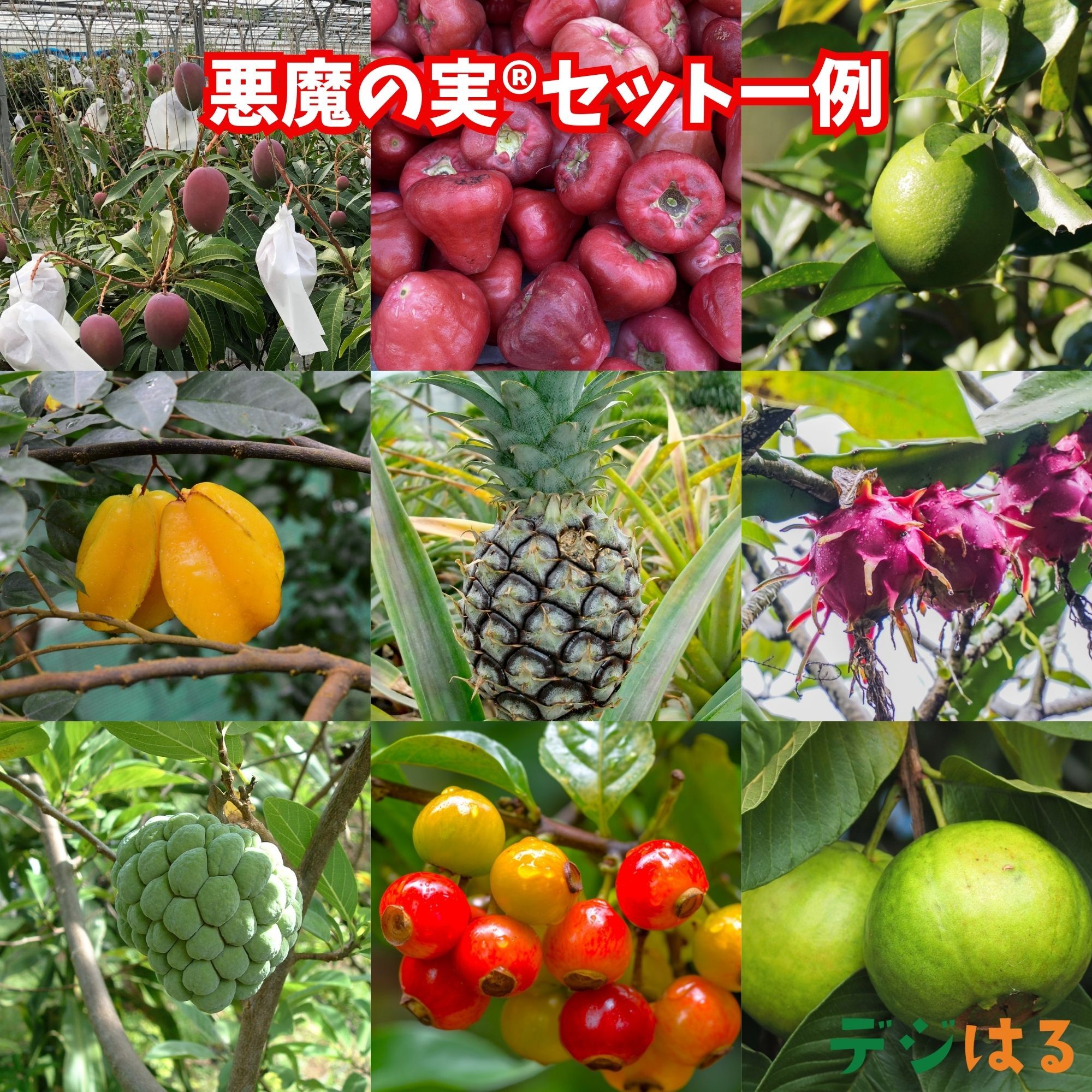 定期便】悪魔の実®︎セット（フルーツセット）｜沖縄県産｜果物
