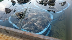 15697647_1117524585011413_1876455933785443232_n