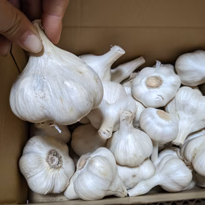 お買い得!青森県産　福地ホワイト六片　箱込み2キロ