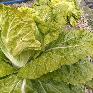 自然栽培の葉物たち　固定種、肥料農薬不使用