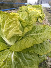 自然栽培の葉物たち　固定種、肥料農薬不使用